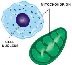 Mitochondria in a cell