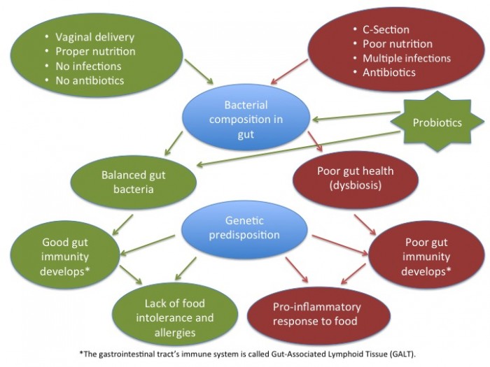 Interactions for healthy gut bacteris
