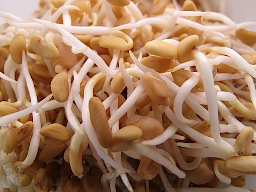fenugreek05